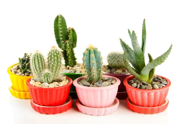 Cactussen in bloempotten, geïsoleerd op wit — Stockfoto