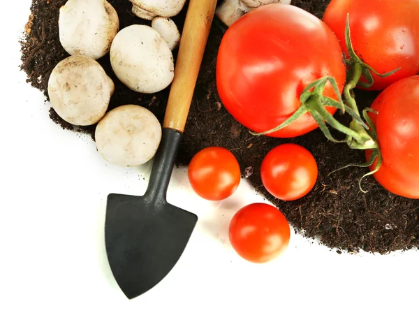 Vegetables on ground isolated on white — Stock Photo, Image