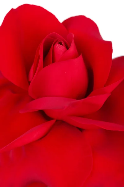 Beautiful red rose close-up isolated on white — Stock Photo, Image