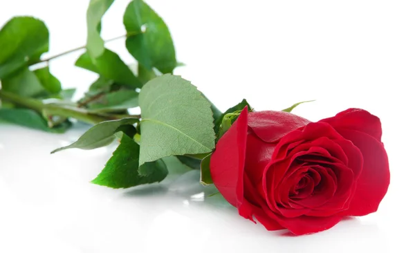 Red rose isolated on white — Stock Photo, Image