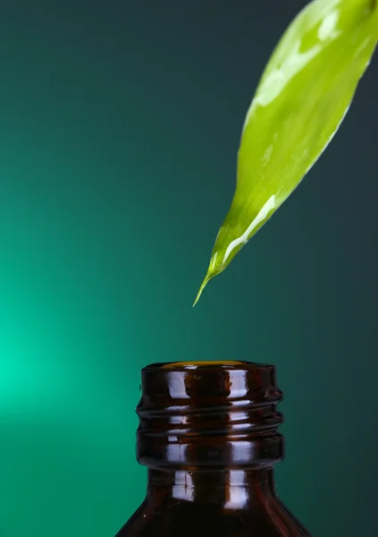 Caída de la hoja sobre fondo verde — Foto de Stock