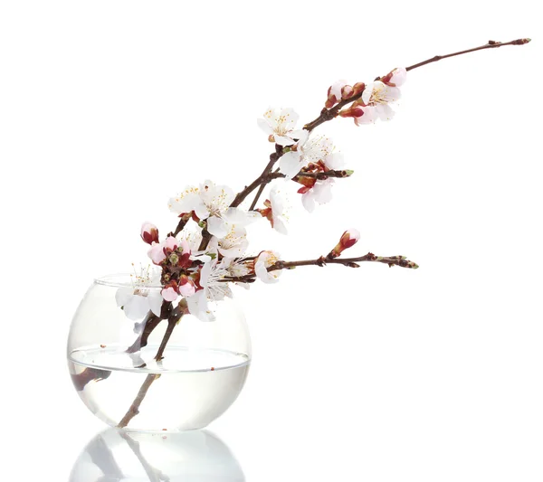 Beautiful apricot blossom in transparent vase isolated on whit — Stock Photo, Image