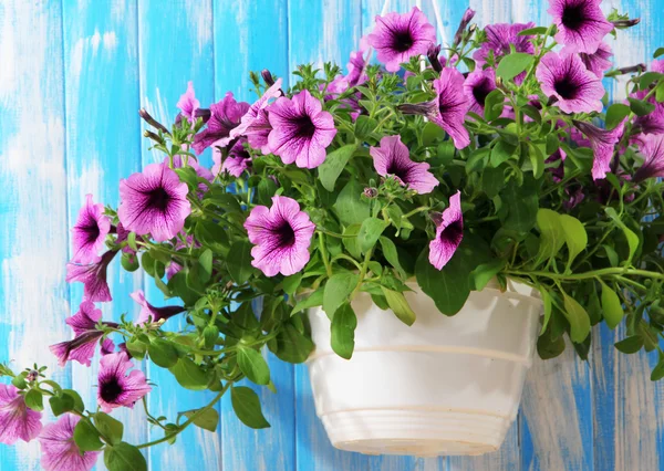 Lila petunia i blomkruka på trä bakgrund — Stockfoto