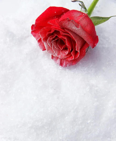 Red rose on snow background — Stock Photo, Image