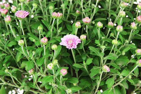 Chrysanthemum bush close up — Stock Photo, Image