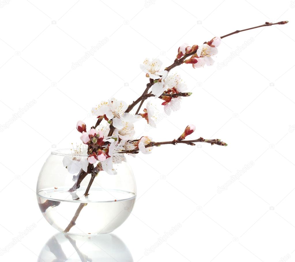 beautiful apricot blossom in transparent vase isolated on whit