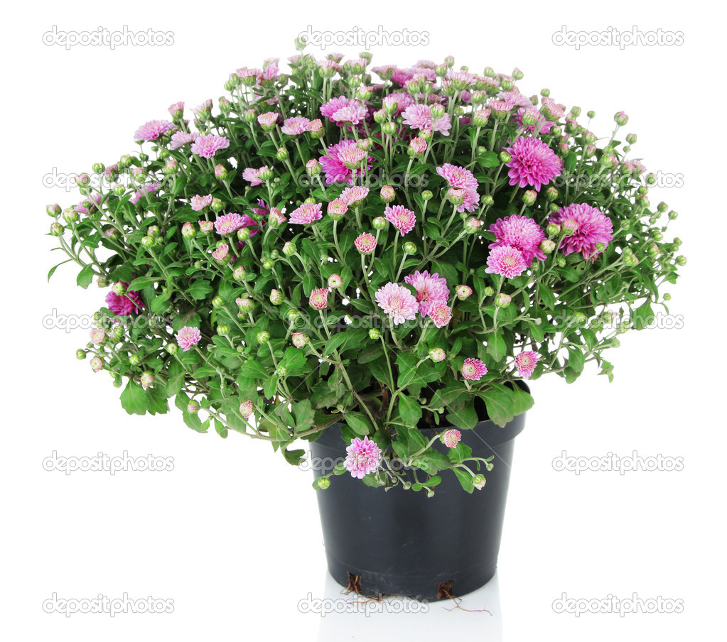 Chrysanthemum bush in pot isolated on white — Stock Photo © belchonock