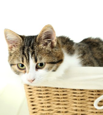 sepet yakın çekim kedi