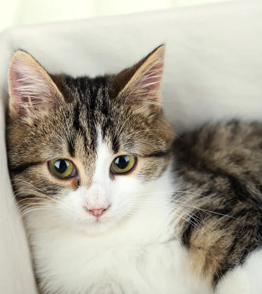 Kot na kosz z bliska — Zdjęcie stockowe