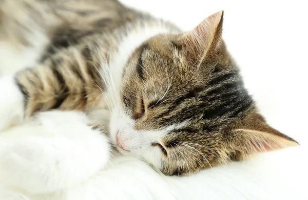 Gatto dorme su plaid primo piano — Foto Stock