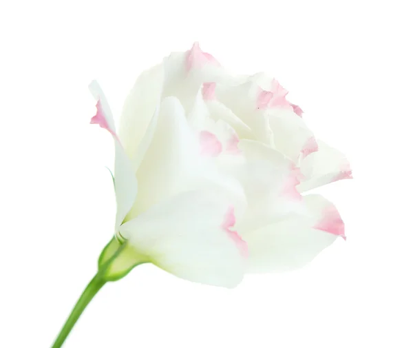 Flor de eustoma, isolada sobre branco — Fotografia de Stock