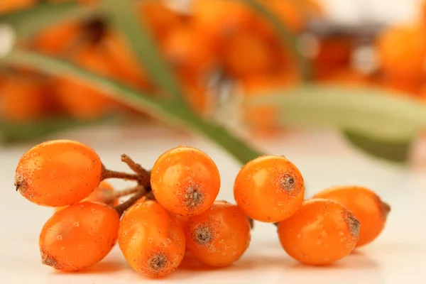 Branch of sea buckthorn close up — Stock Photo, Image