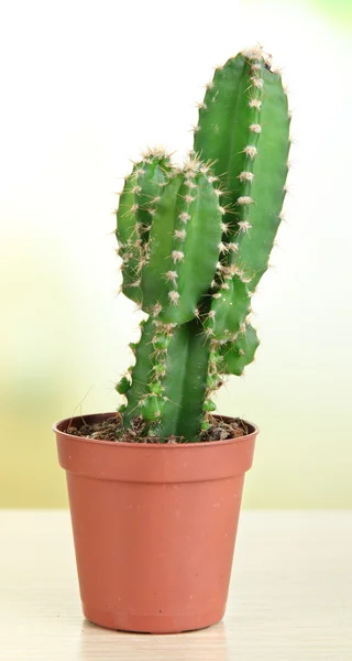 Hermoso cactus en mesa de madera — Foto de Stock