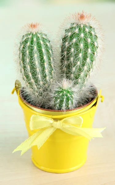 Schöner Kaktus im hellen Eimer auf Holztisch — Stockfoto