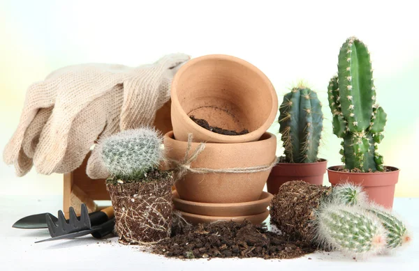 Vackra kaktusar, tomma krukor och jord, närbild — Stockfoto