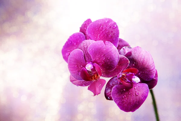 Orquídea florescente bonita no fundo de cor clara — Fotografia de Stock