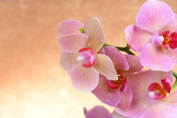 Schöne blühende Orchidee auf hellem Hintergrund — Stockfoto