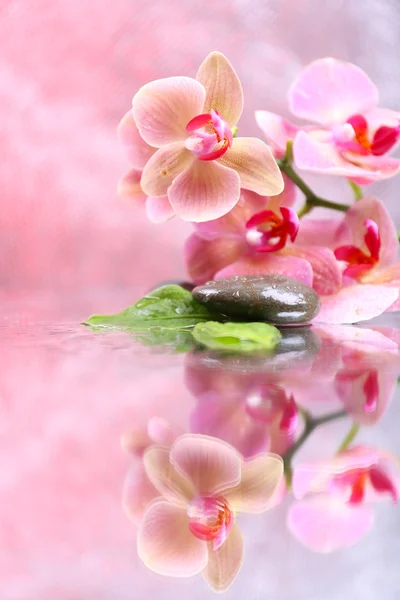 Composition avec belle orchidée fleurie avec gouttes d'eau et pierres de spa, sur fond de couleur claire — Photo