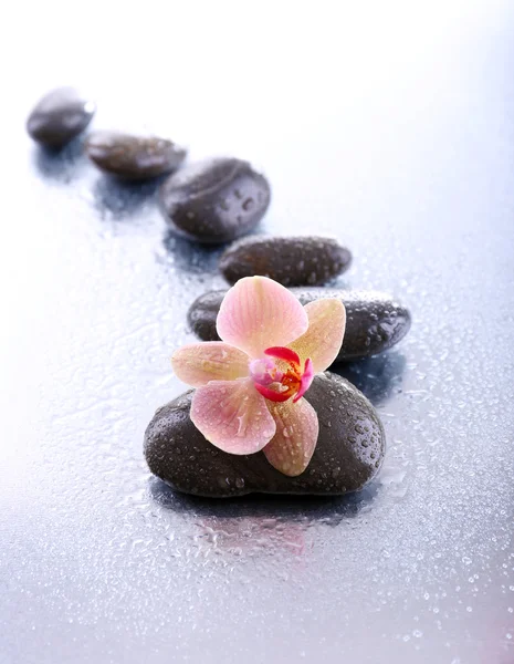 Composición con hermosa orquídea floreciente con gotas de agua y piedras de spa, sobre fondo claro — Foto de Stock