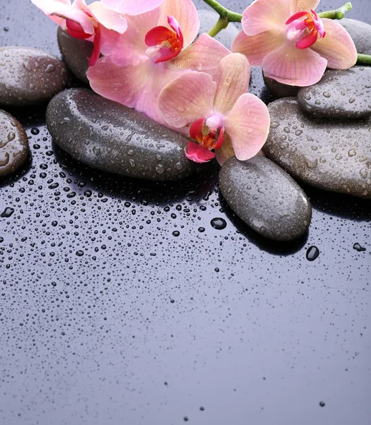 Composizione con bella orchidea fiorita con gocce d'acqua e pietre termali, su sfondo grigio chiaro — Foto Stock