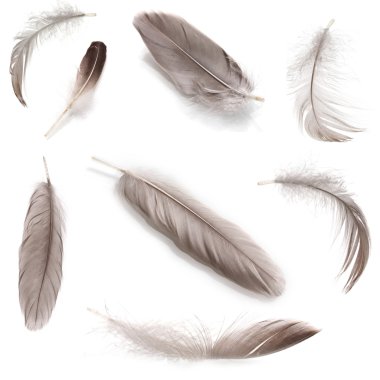 Collage of fluffy feathers isolated on white clipart