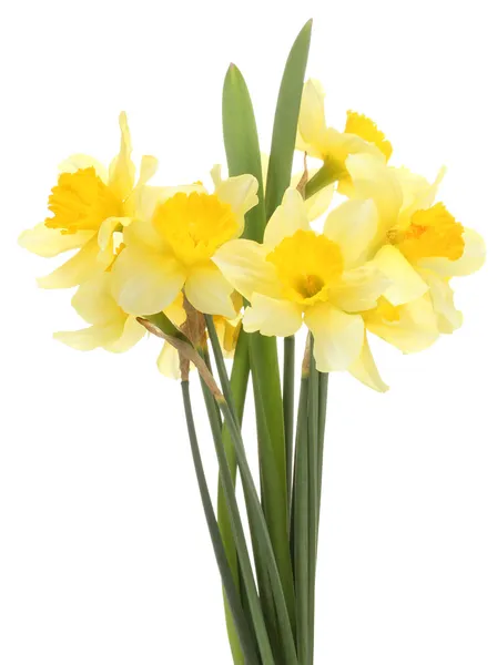 Beautiful yellow daffodils isolated on white — Stock Photo, Image