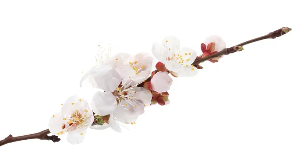 Beautiful apricot blossom isolated on whit — Stock Photo, Image