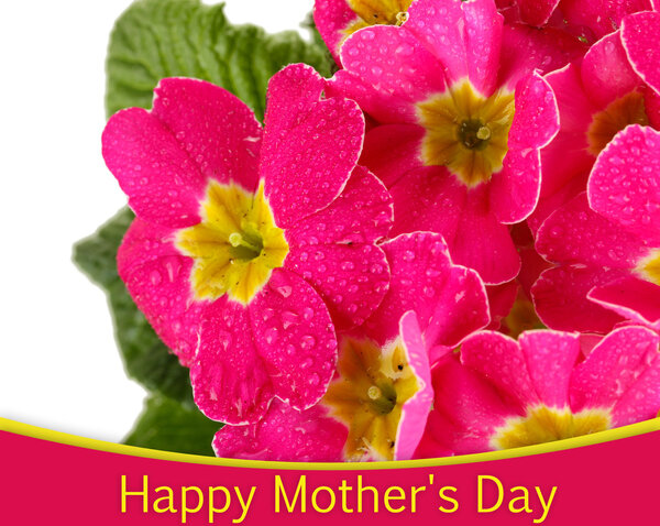 Beautiful pink primula, isolated on white