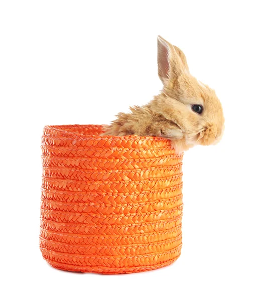 Fluffy foxy rabbit in wicker basket isolated on white — Stock Photo, Image