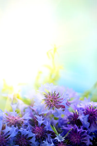 Beautiful bouquet of cornflowers on blue background — Stock Photo, Image