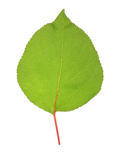 Bela folha verde isolada em branco — Fotografia de Stock