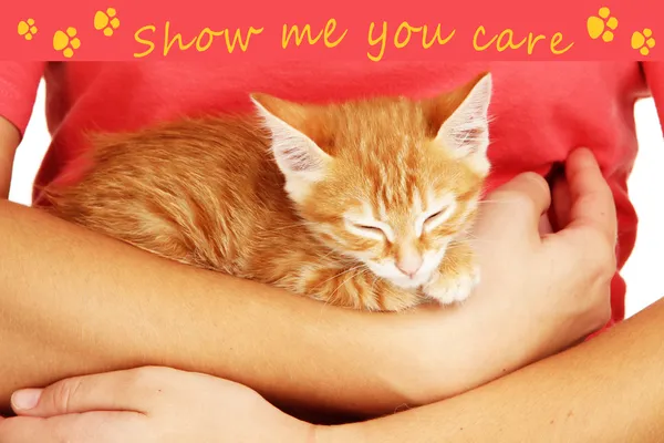 Sleepy little red kitten in hands close up — Stock Photo, Image