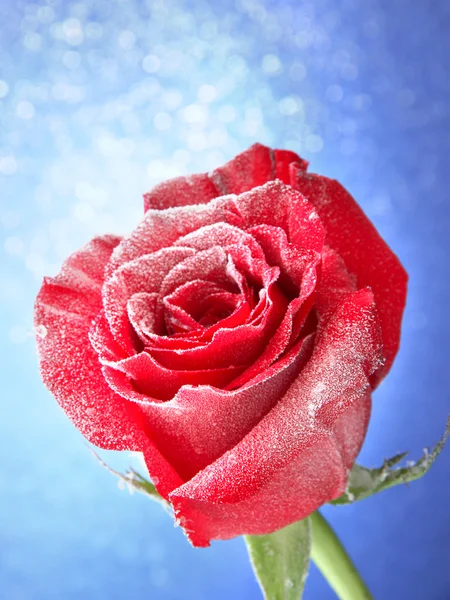 红玫瑰在蓝色背景上的雪 — 图库照片