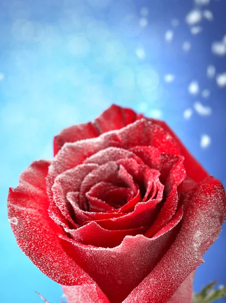 Red rose in snow on blue background — Stock Photo, Image