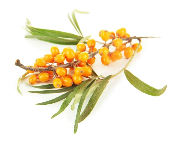 Branch of sea buckthorn isolated on white — Stock Photo, Image