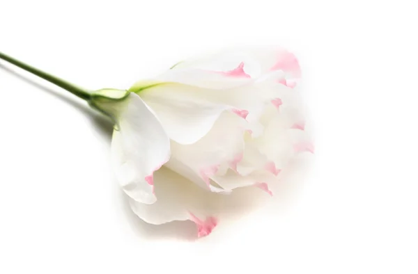Eustoma-Blume, isoliert auf weiß — Stockfoto