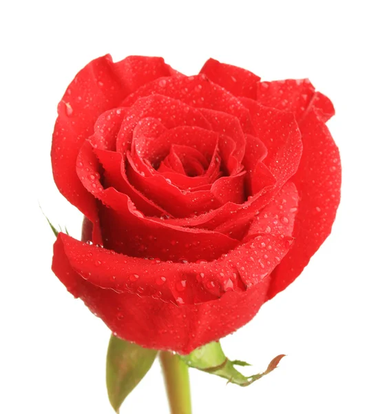 Όμορφο τριαντάφυλλο και χρώμα υφάσματος, που απομονώνονται σε λευκό — Φωτογραφία Αρχείου