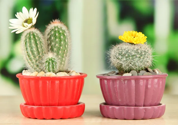 Cactuses in flowerpots with flowers, on wooden windowsill — Stock Photo, Image