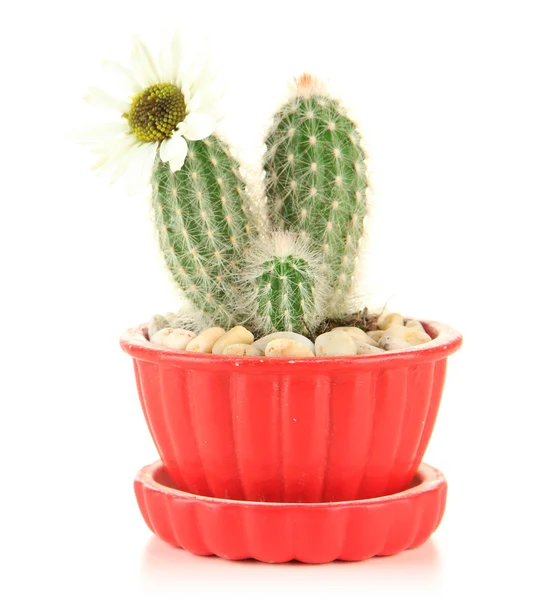 Cactus en maceta con flor, aislado en blanco — Foto de Stock