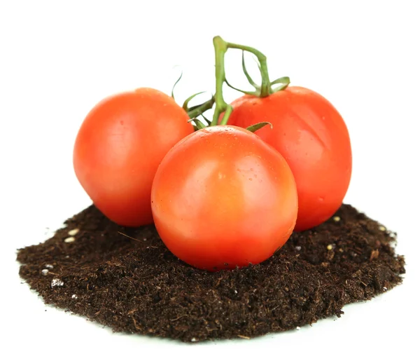 Tomaten op grond geïsoleerd op wit — Stockfoto