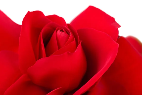 Beautiful red rose close-up isolated on white — Stock Photo, Image