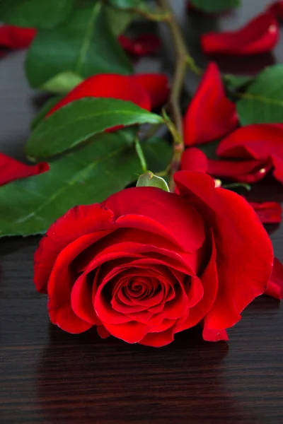Hermosa rosa roja en la mesa de madera primer plano —  Fotos de Stock