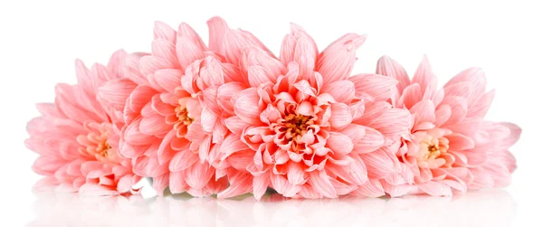 Růžové chryzantémy izolovaných na bílém — Stock fotografie