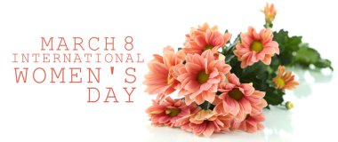 kasımpatı çiçekleri beyaz izole