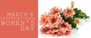 kasımpatı çiçekleri beyaz izole