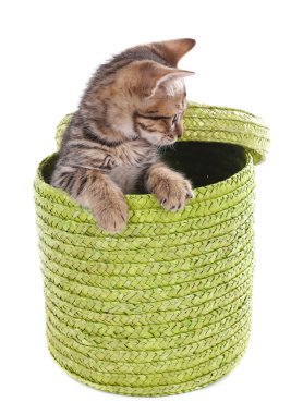 küçük kedi üzerinde beyaz izole hasır sepet