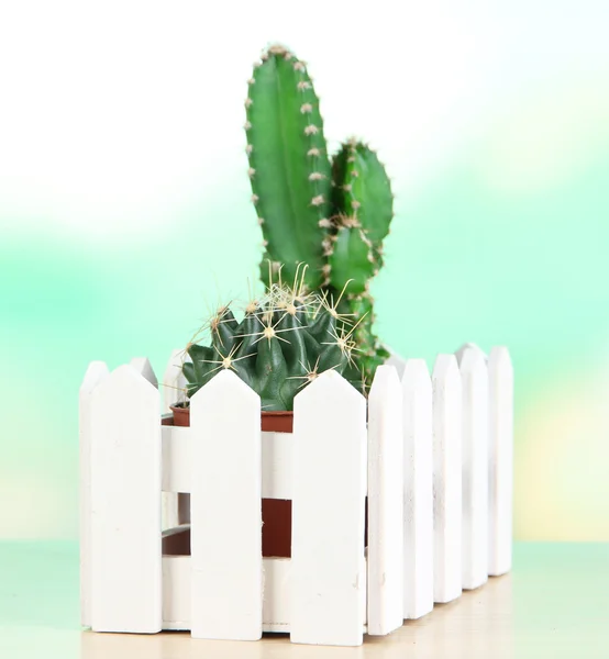 Mooie cactussen op houten tafel — Stockfoto