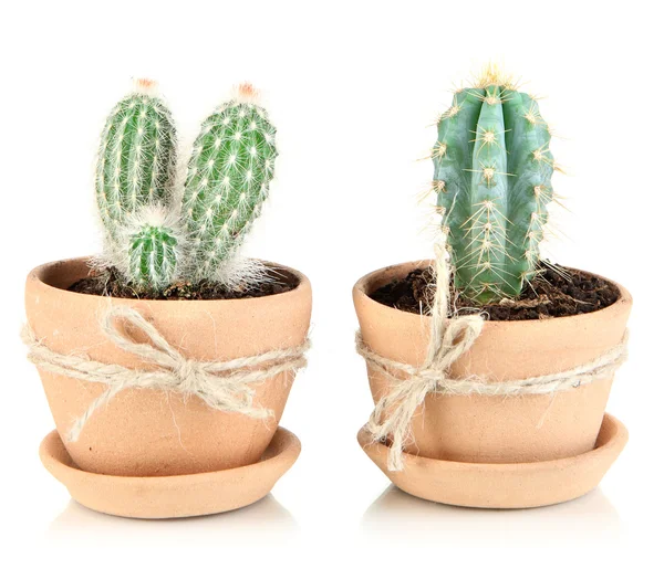 Hermosos cactus en maceta, aislados en blanco — Foto de Stock