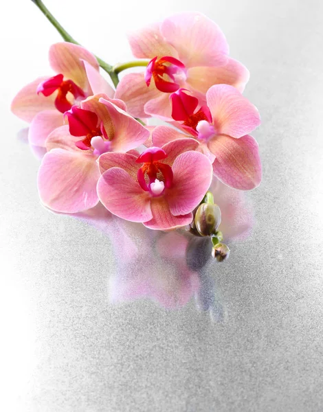 Pink beautiful orchids with drops — Stock Photo, Image