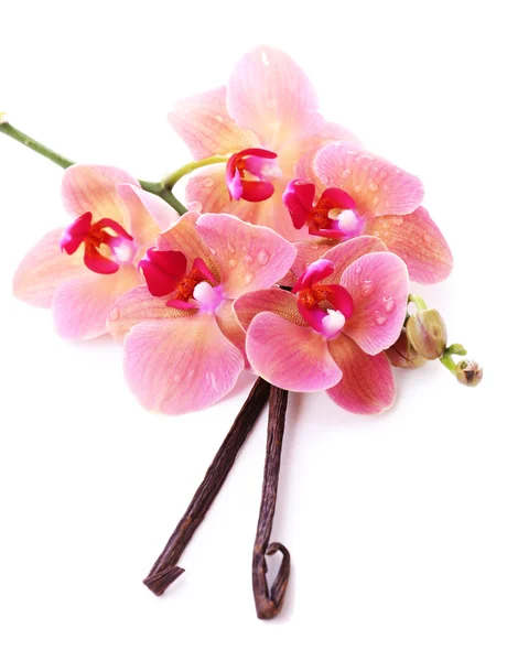 Hermosa orquídea floreciente y varillas de vainilla aisladas en blanco —  Fotos de Stock